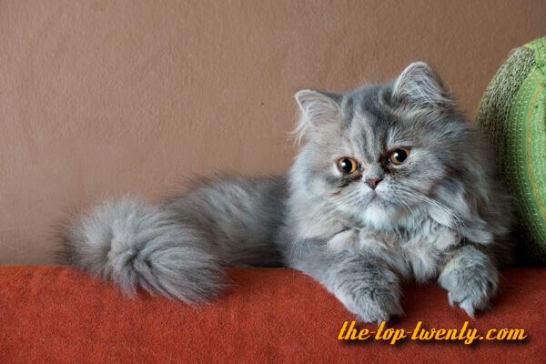 Persian cat